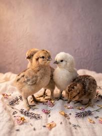 Galline pulcini moreseta