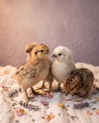 Galline pulcini moreseta
