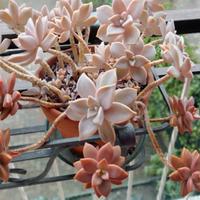 talee succulente