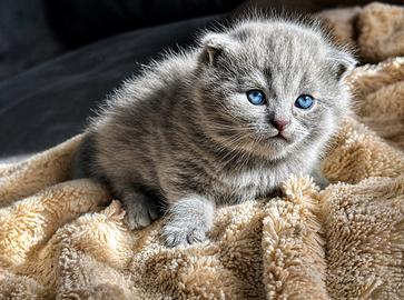 Scottish Fold