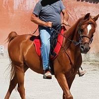 Cavallo arabo endurance