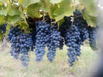 Uva da vino