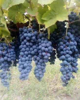Uva da vino
