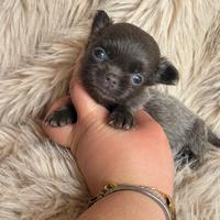Chihuahua minuscolo
