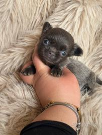 Chihuahua minuscolo