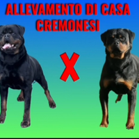 Rottweiler cuccioli