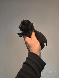 Cucciola spitz pomerania ENCI