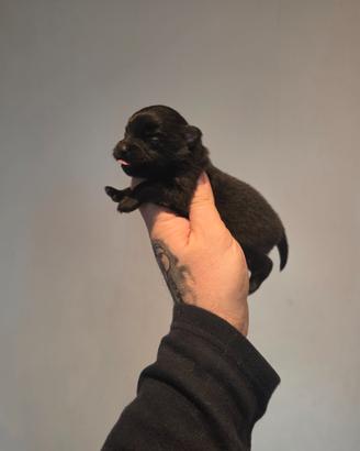 Cucciola spitz pomerania ENCI