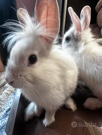 Cuccioli di coniglio nano