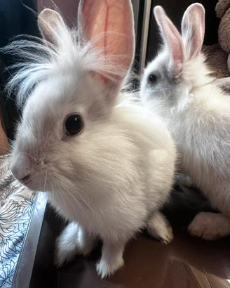 Cuccioli di coniglio nano