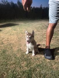 Cuccioli Siberian Husky