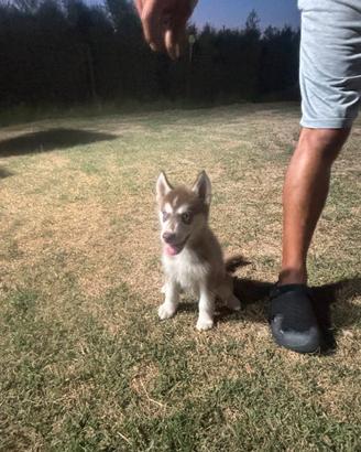 Cuccioli Siberian Husky