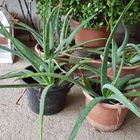 Piante di Aloe Vera grandi e piccole 