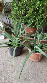 Piante di Aloe Vera grandi e piccole 
