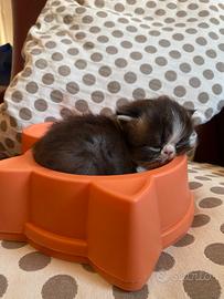 Gatto persiano