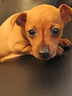 holly-pinscher-toy