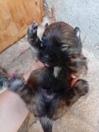 Spritz Pomerania