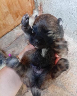Spritz Pomerania