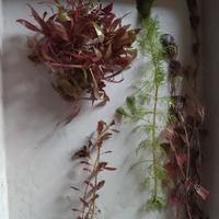 Lotto Piante rosse, buce e anubias compresa spediz