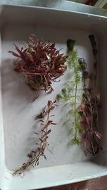 Lotto Piante rosse, buce e anubias compresa spediz