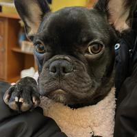 Bulldog francese originale 100x100