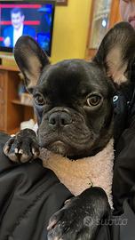 Bulldog francese originale 100x100