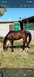 Castrone arabo