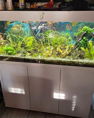 acquario