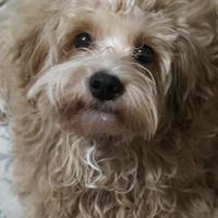 Maltipoo Nano di 7 mesi