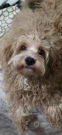 Maltipoo Nano di 7 mesi