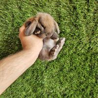 Conigli nani selezionati