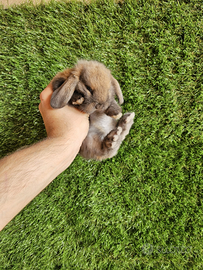 Conigli nani selezionati