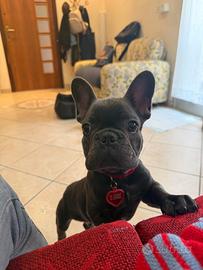 Bulldog francese blu esotico di sei mesi
