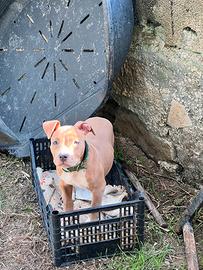Cucciola pitbull mckci