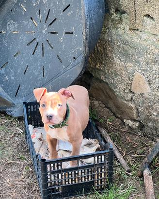 Cucciola pitbull mckci
