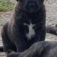 Cucciolo dogo sardo