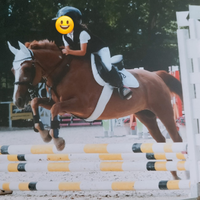 Cavallo salto belga