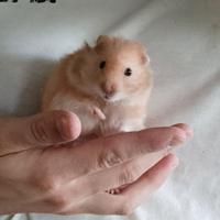 Roditori, Pollame, Uccelli