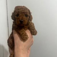 Cuccioli di barboncini toy maschi