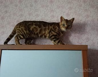 Gatte del Bengala con pedigree