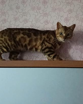 Gatte del Bengala con pedigree
