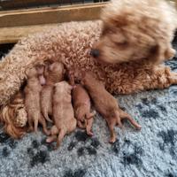 Barboncino toy cuccioli red rosso fulvo