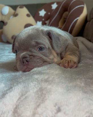 Cucciola di bulldog francese lilac tan