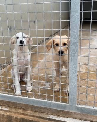 Cuccioli taglia medio piccola o grande