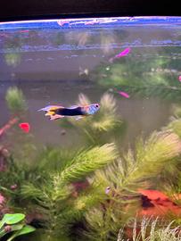 Maschio guppy
