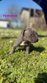 American pitbull ukc cuccioli