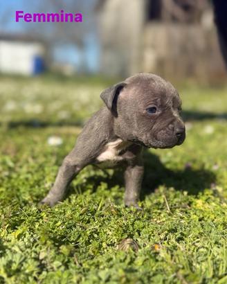 American pitbull ukc cuccioli