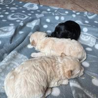 Maltipoo mini toy
