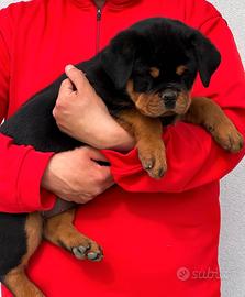 Rottweiler cucciola 62 giorni con pedigree