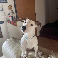 Jack Russel per accoppiamento